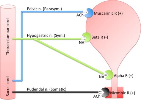 detrusor atony cat|Medical Management of the Urinary Retention